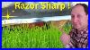 How To Sharpen Lawnmower Blades With A File Very Easy